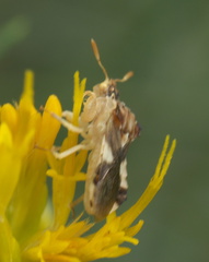 Phymata borica