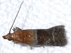 Moodna pallidostrinella