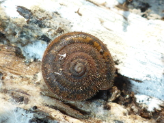 Vespericola armigera
