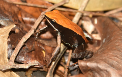 Mantella ebenaui