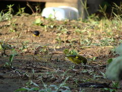 Spinus xanthogastrus