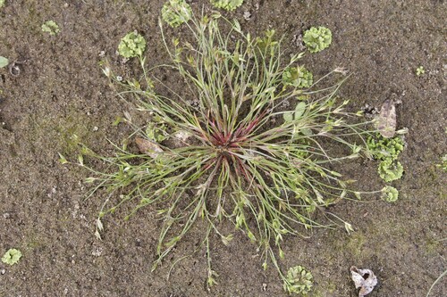 clustered toad rush (Juncus ranarius)