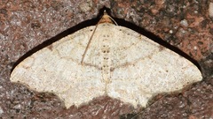 Macaria aequiferaria