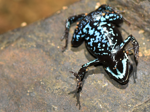 Madagascan Brown Frog