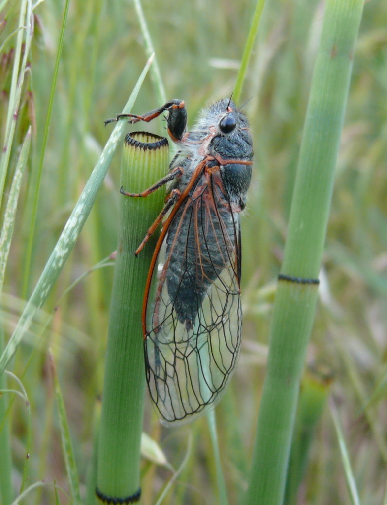 Platypedia putnami occidentalis