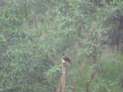 Contopus fumigatus