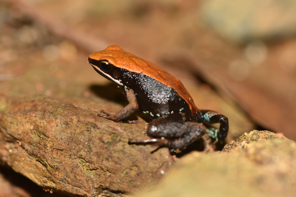 Ebenau's Golden Frog
