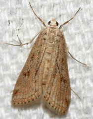 Parapoynx allionealis