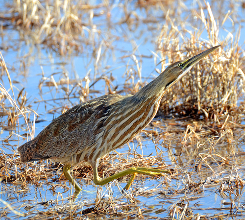 American Bittern photographed in Arizona
