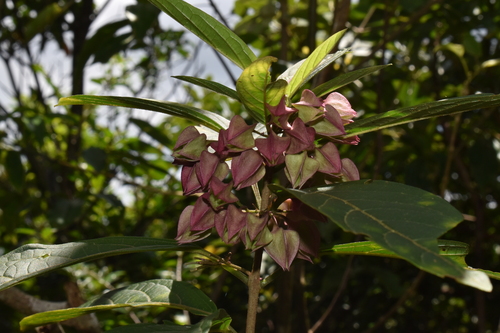 Glorybower (Clerodendrum fortunatum)