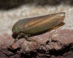 Polana