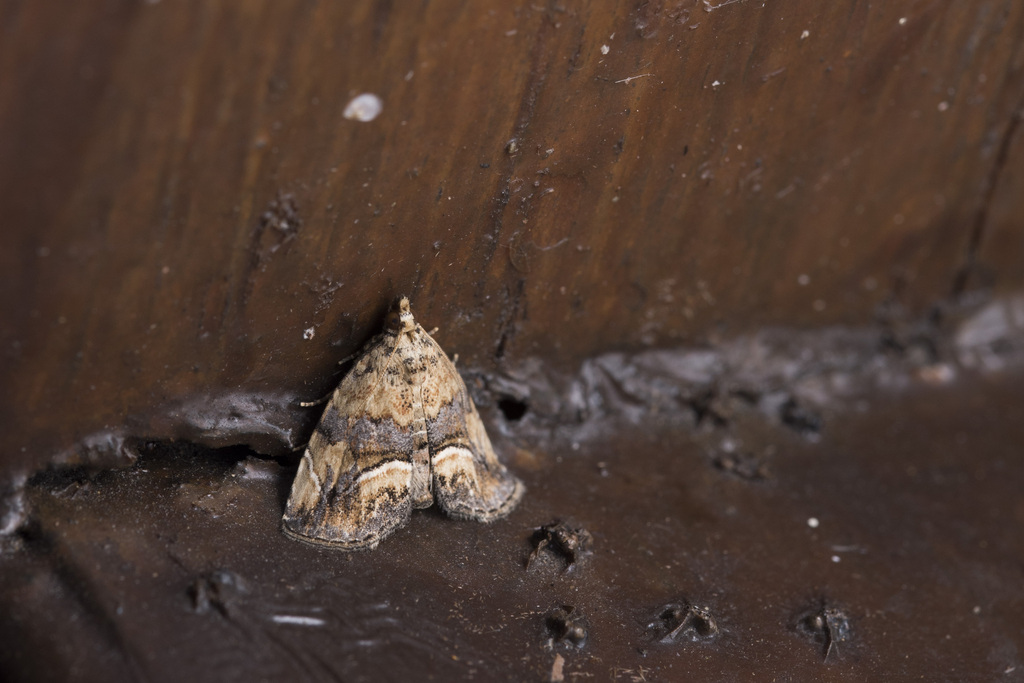 Ozarba ochritincta