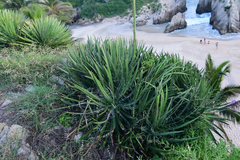 Agave colimana