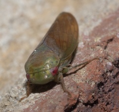 Polana