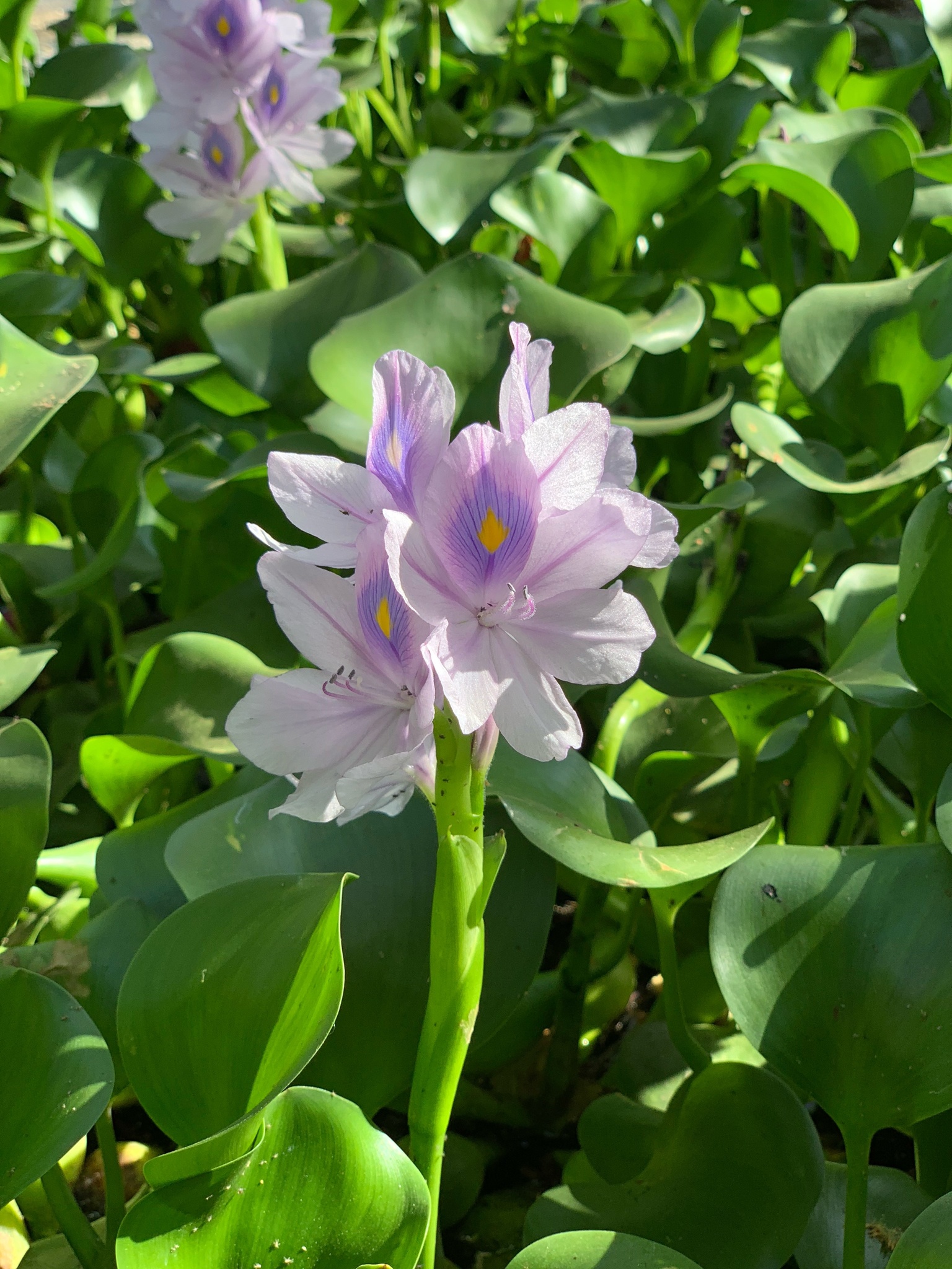 Pontederia crassipes