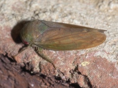 Polana