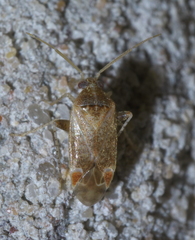 Hamatophylus guttulosus