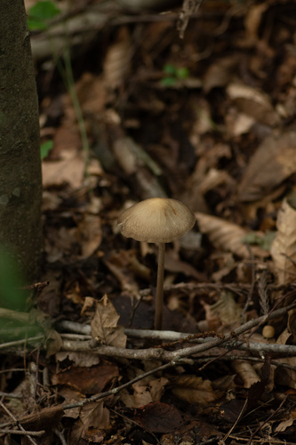 Oudemansiella radicata