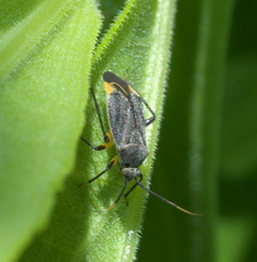 Polymerus venaticus