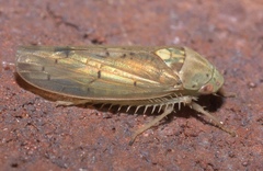 Ponana quadralaba