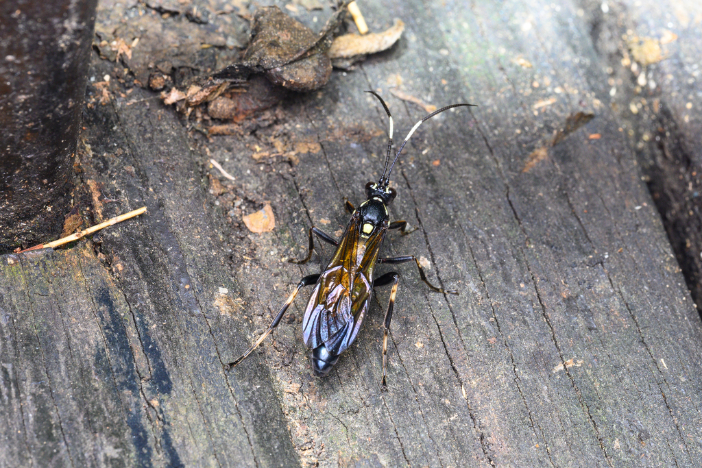 Amblyjoppa forticornis