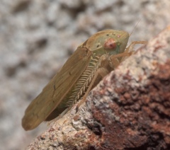 Ponana quadralaba