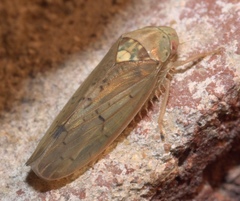 Ponana quadralaba