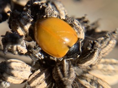 Hippodamia quinquesignata