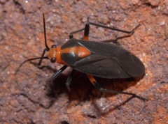 Prepops rubrovittatus
