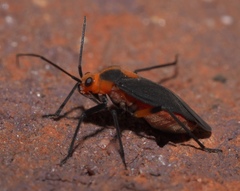 Prepops rubrovittatus