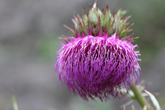 Cirsium purpuratum