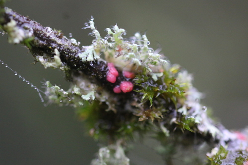 Illosporiopsis christiansenii nuotrauka