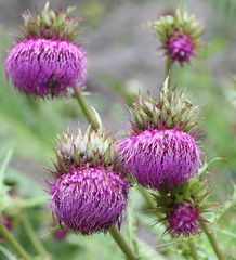 Cirsium purpuratum