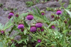 Cirsium purpuratum