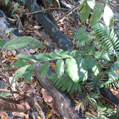 Alpinia hylandii