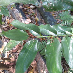 Alpinia hylandii