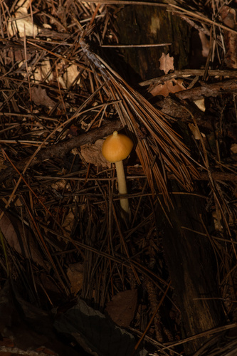 Entoloma quadratum