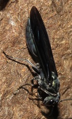Synoeca cyanea