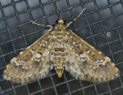 Salvinia Stem Borer Moth