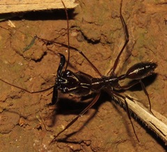 Odontomachus chelifer