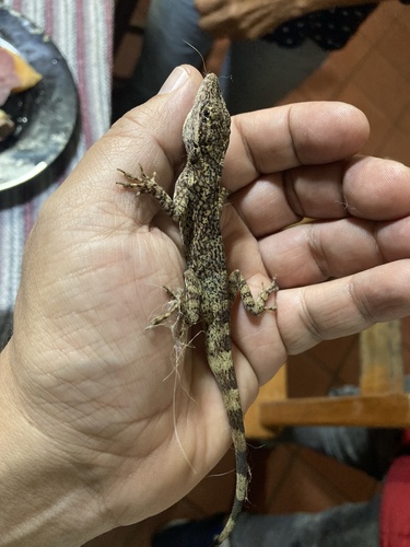 Jacare Anole, Anolis jacare