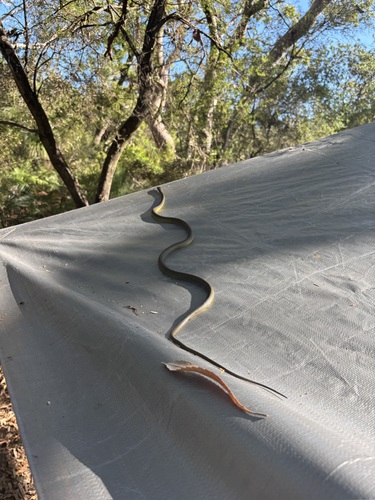 Common Tree Snake sighting