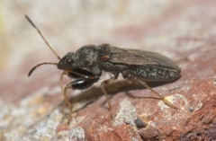 Pseudopachybrachius basalis