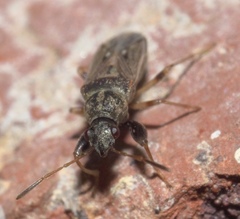 Pseudopachybrachius basalis
