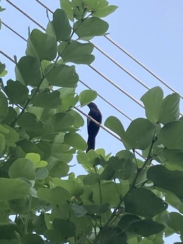 Asian Koel