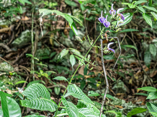 Tropical Giant Salvia (Brillantaisia owariensis)