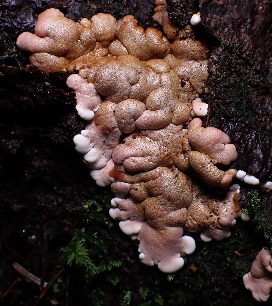 Trichoderma peltatum