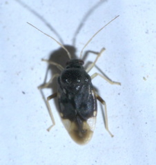 Pycnoderes