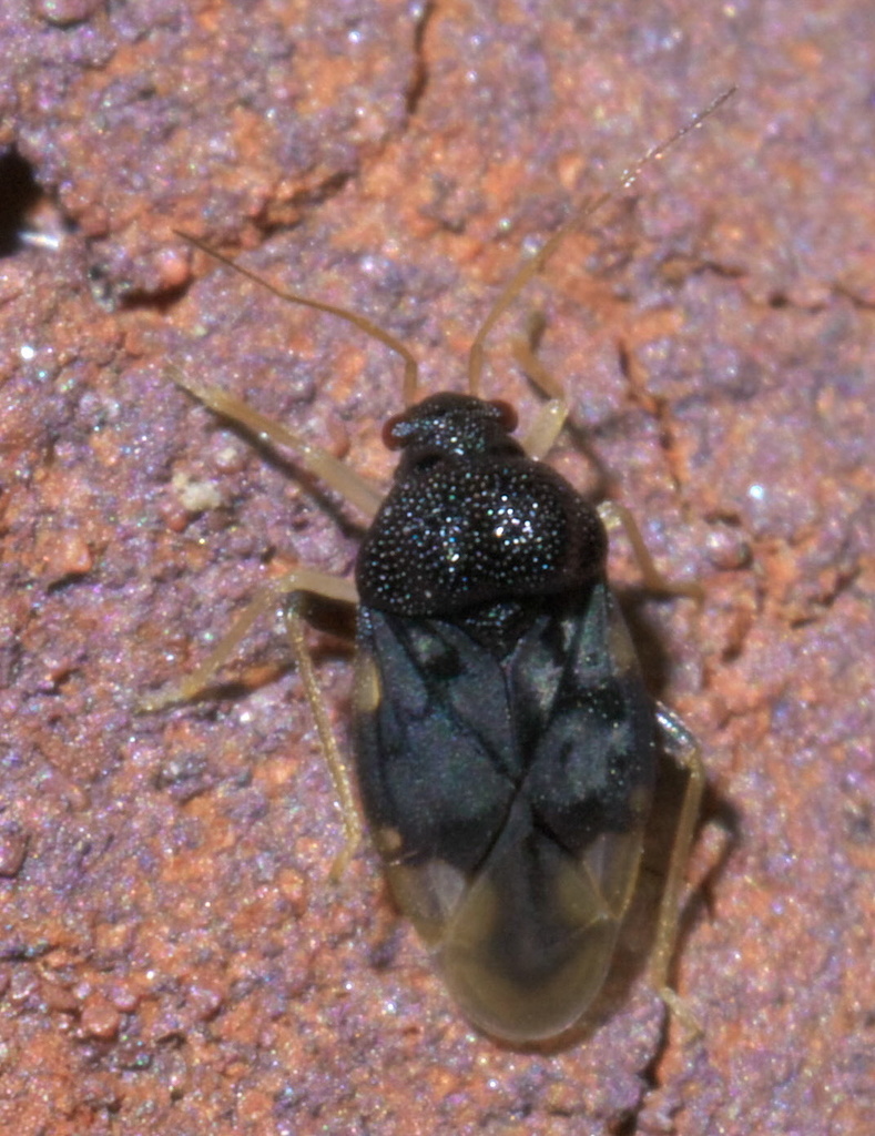 Pycnoderes medius