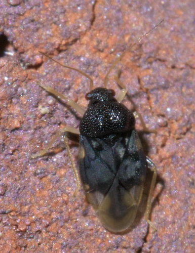 Pycnoderes medius